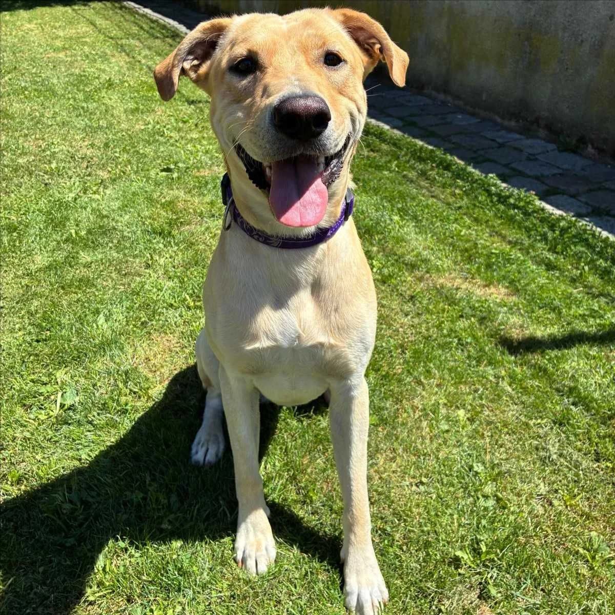 MAX, male young Labrador Retriever for adoption at Tierschutzverein München