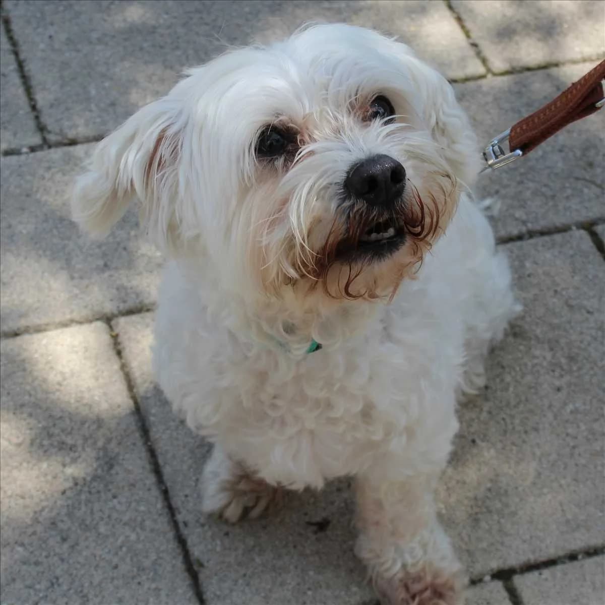 FRITZI, male senior Maltese for adoption at Tierschutzverein München