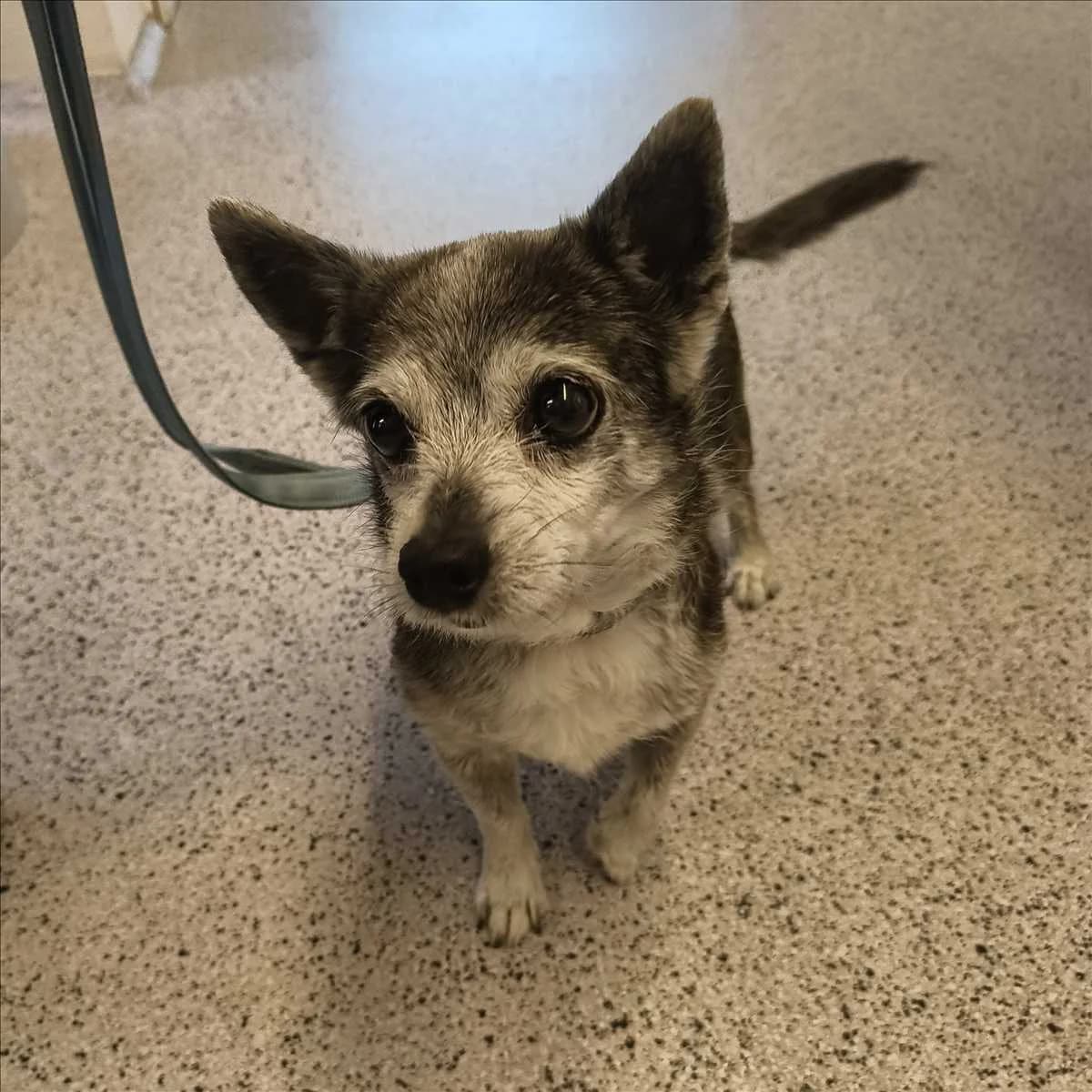 MATHILDA, female senior Chihuahua for adoption at Tierschutzverein München
