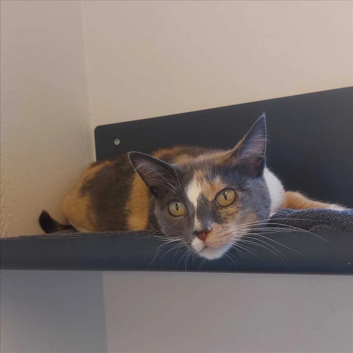 MILKA, female 7yo mixed breed for adoption at Tierschutzverein München