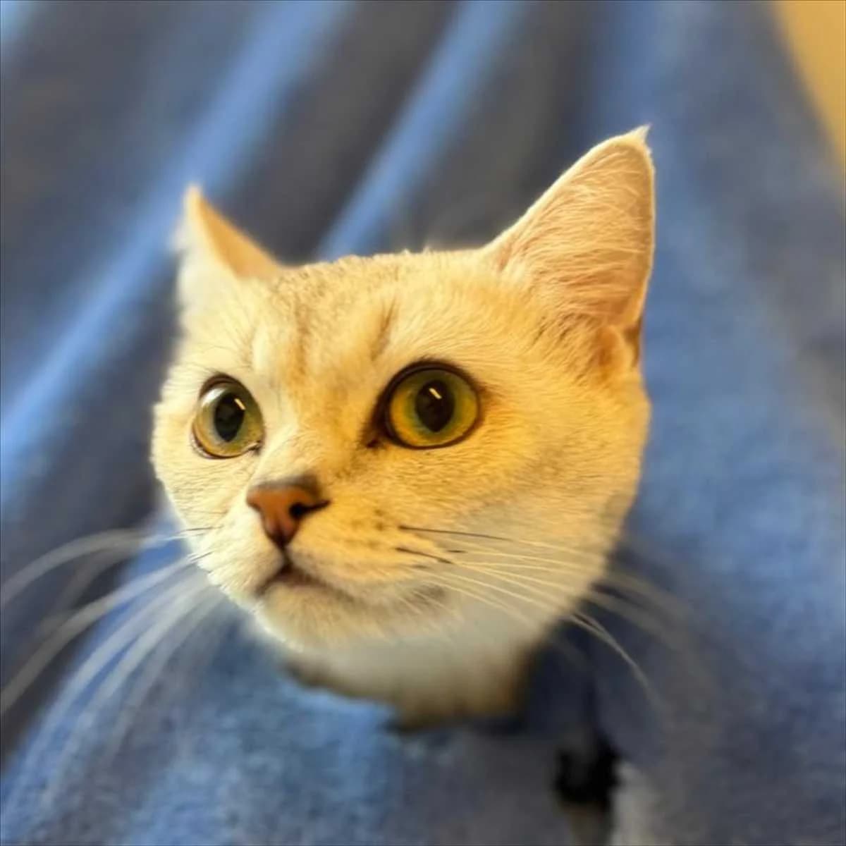 FORTUNA, female British Shorthair for adoption at Tierschutzverein München