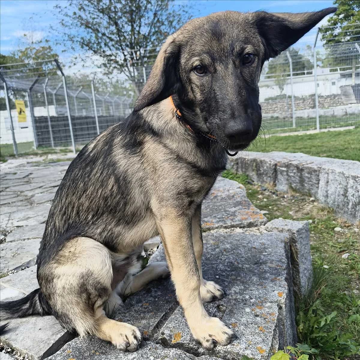 KIMBO, male puppy Mixed Breed for adoption at Tierschutzverein München