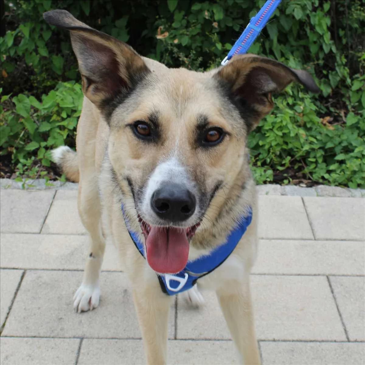 RICK, male young Mixed Breed for adoption at Tierschutzverein München
