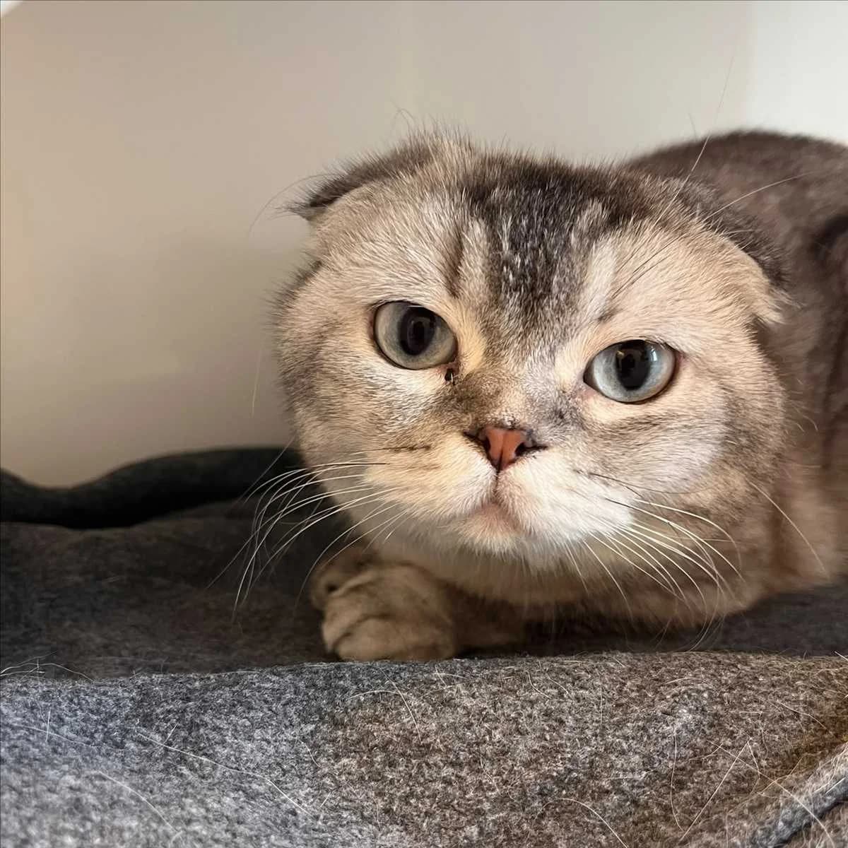 INCI, female 6yo Scottish Fold for adoption at Tierschutzverein München