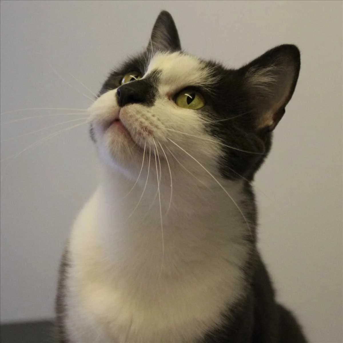 KASPER, male mixed breed for adoption at Tierschutzverein München