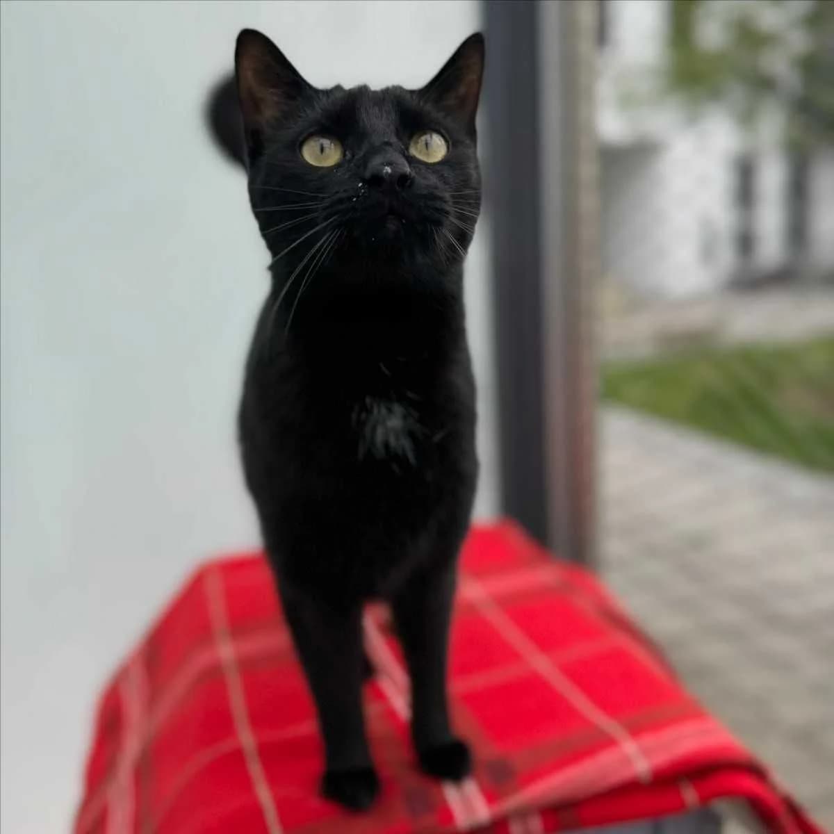 ZERO, male 5yo mixed breed for adoption at Tierschutzverein München