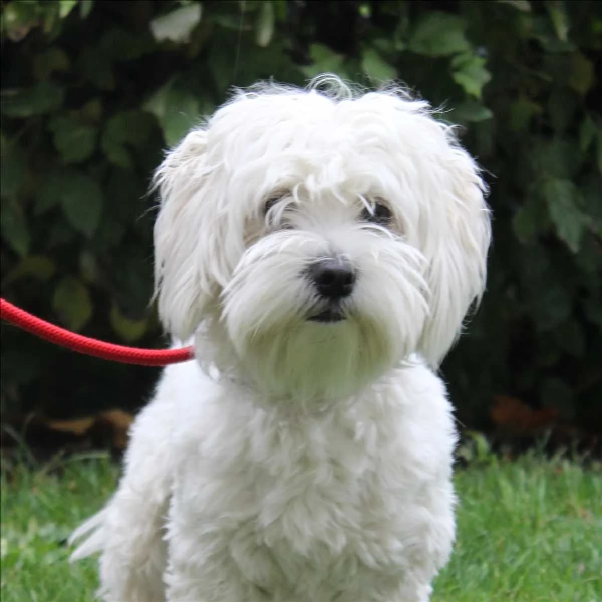 RICARDO, male puppy Maltipoo for adoption at Tierschutzverein München