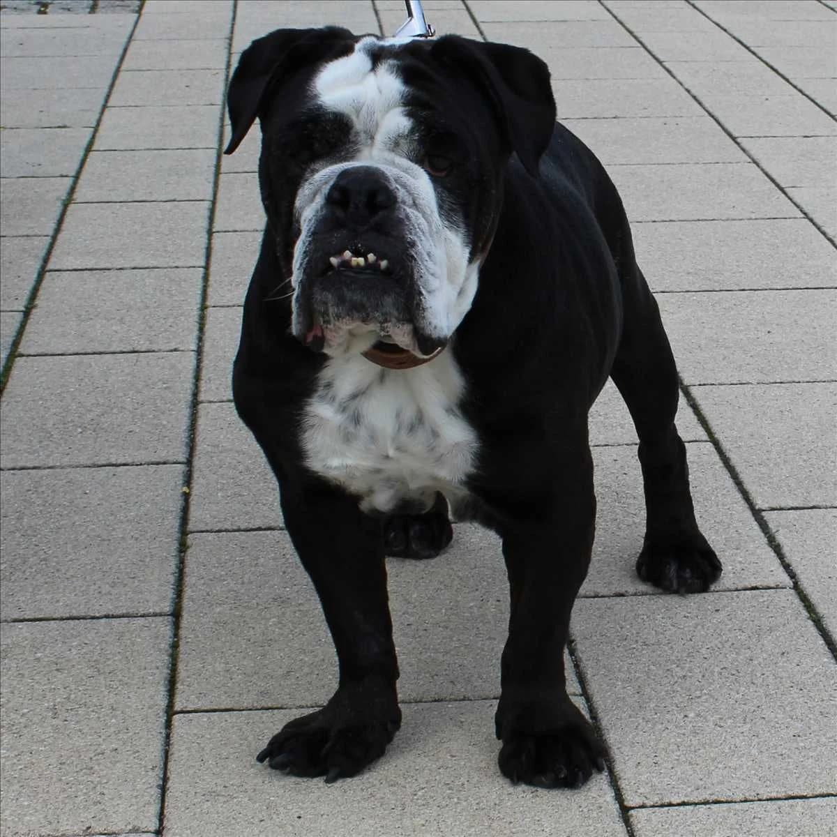 SHORTY, female senior English Bulldog for adoption at Tierschutzverein München