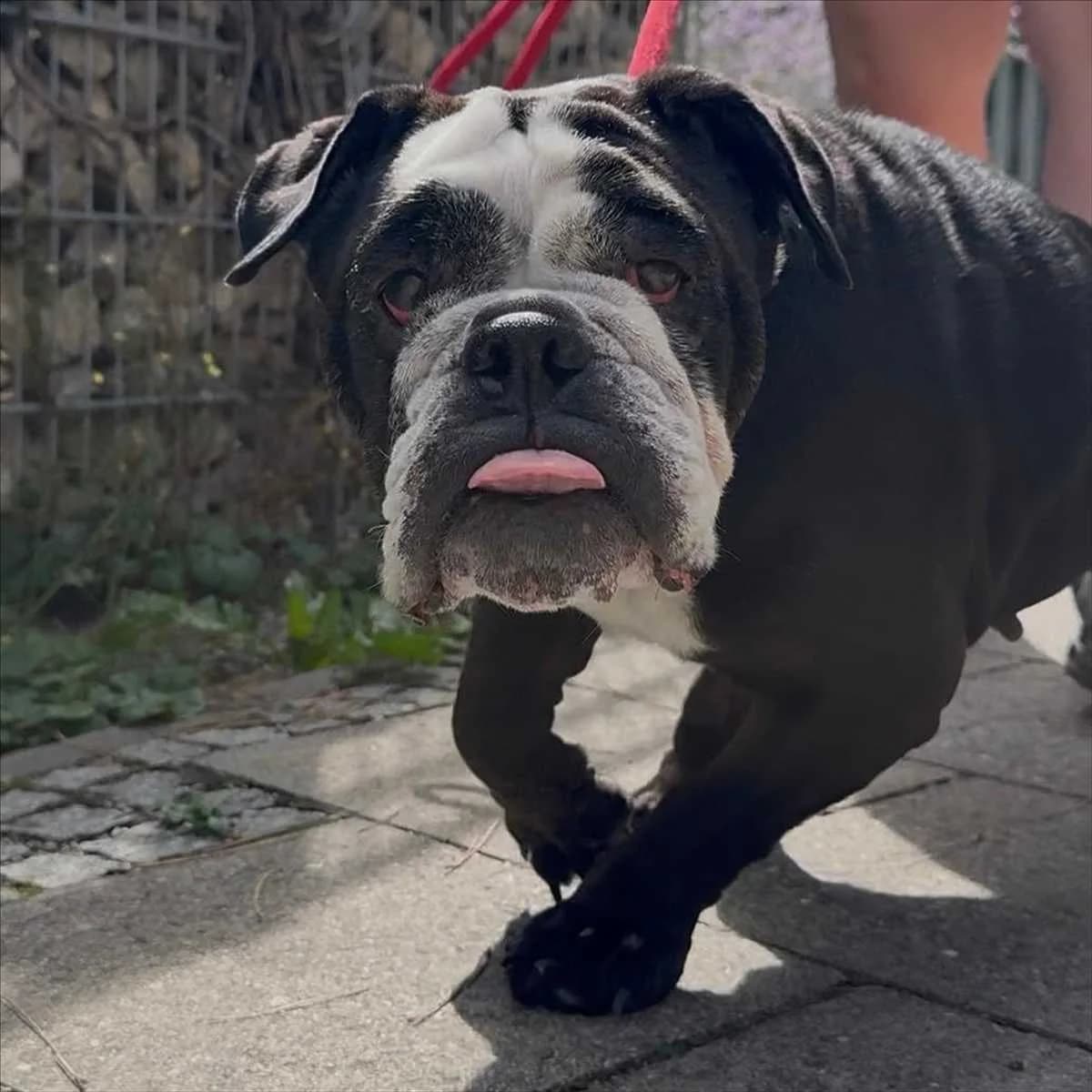 SHORTY, female senior English Bulldog for adoption at Tierschutzverein München