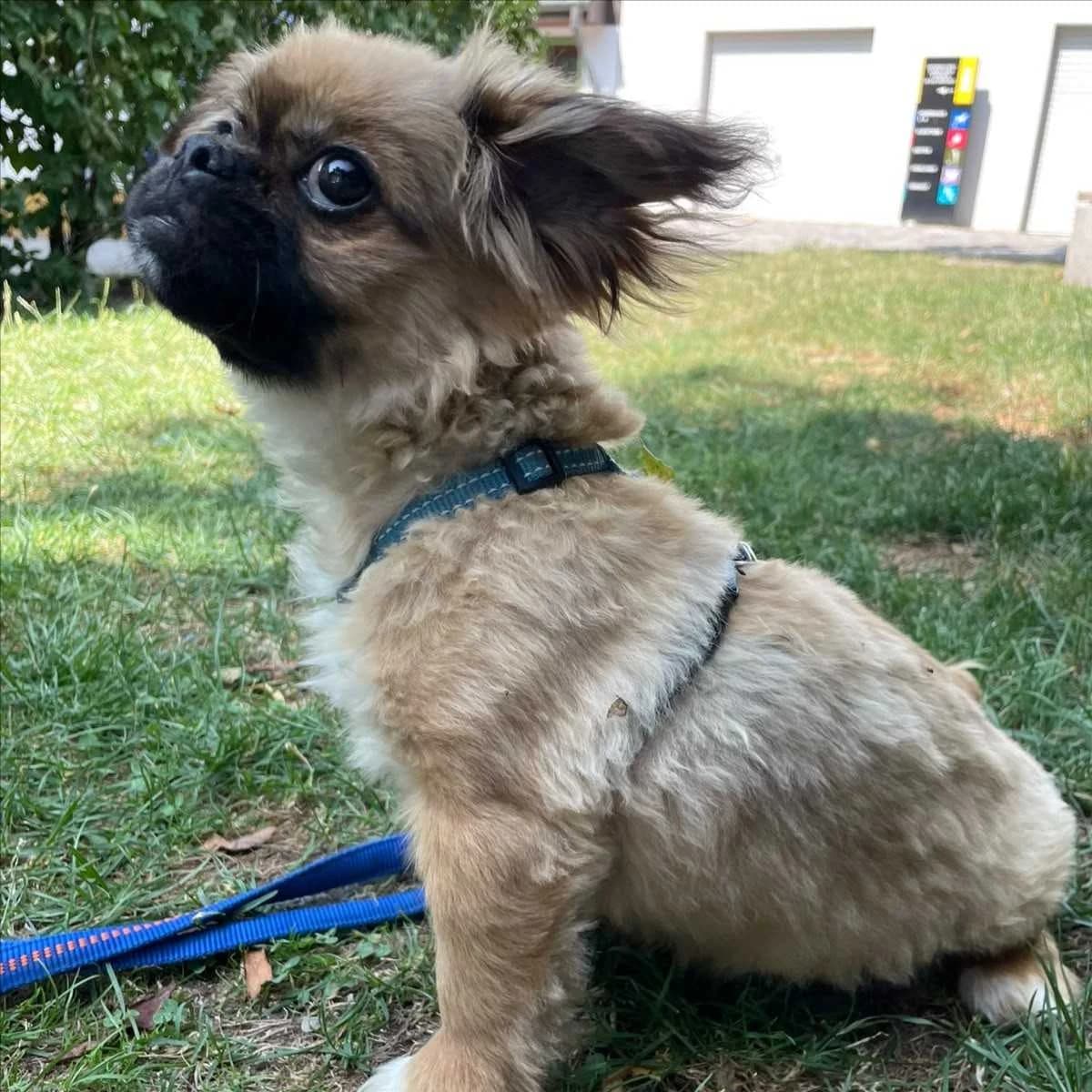 KNETE, male puppy mixed breed for adoption at Tierschutzverein München