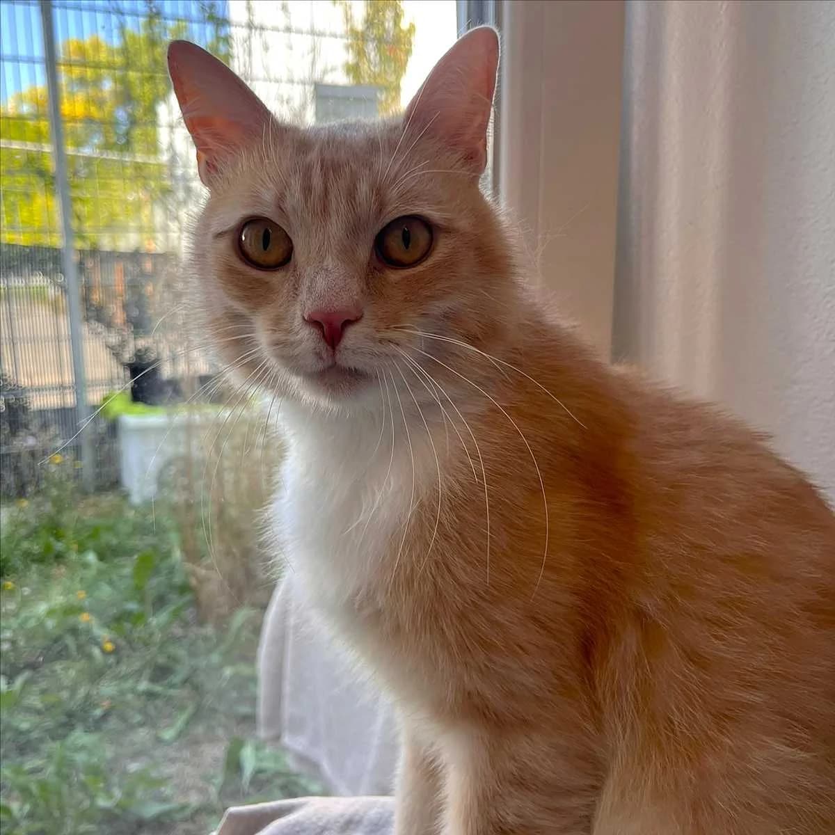 LOUIS, male 3yo mixed breed for adoption at Tierschutzverein München