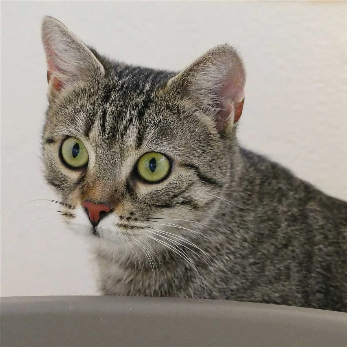 TIGERLILLY, female mixed breed for adoption at Tierschutzverein München