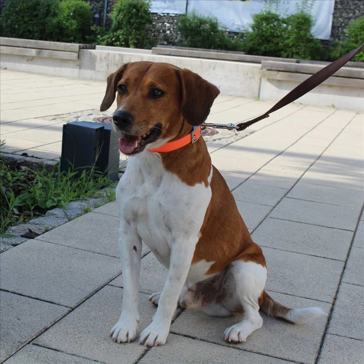 JACK, male 3yo Beagle for adoption at Tierschutzverein München