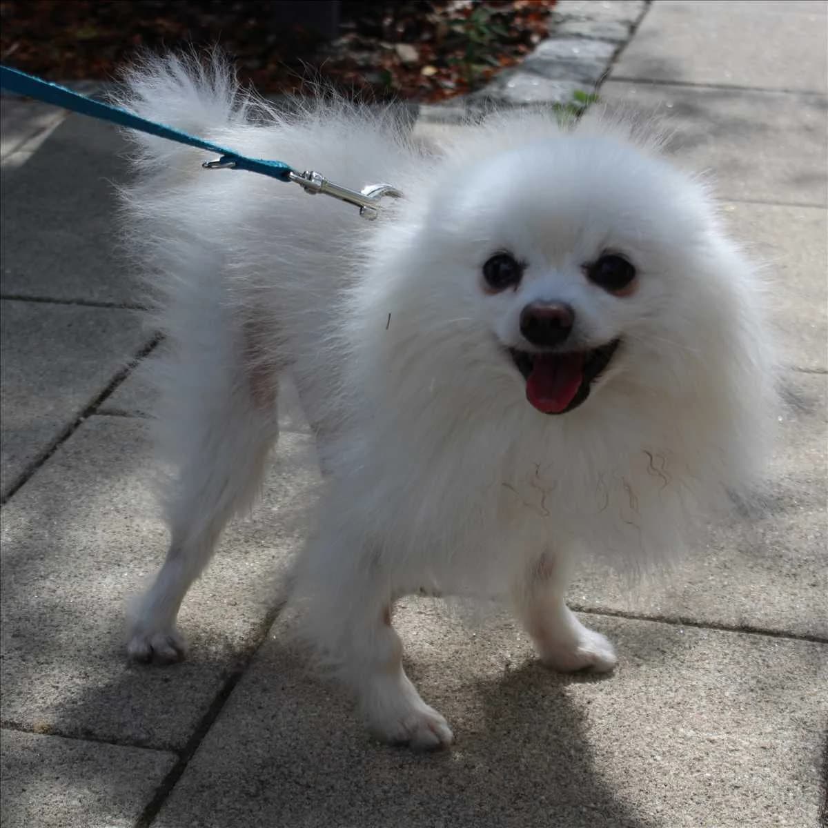 KIKO, male 6yo Pomeranian for adoption at Tierschutzverein München