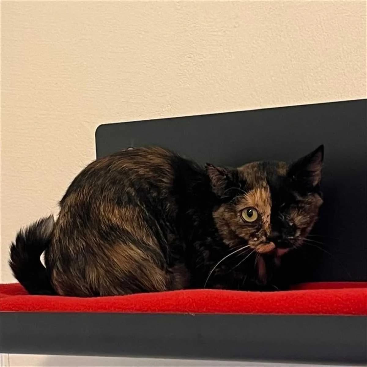 ANKA, female mixed breed for adoption at Tierschutzverein München