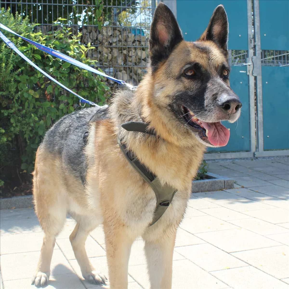 LEOPOLD, male 5yo German Shepherd for adoption at Tierschutzverein München