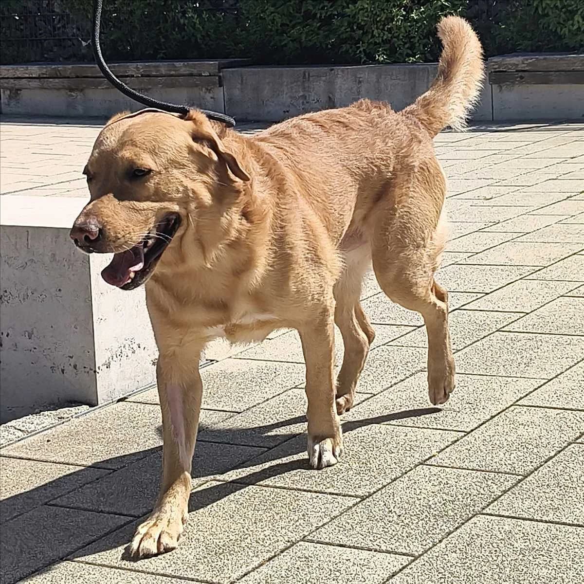 INDIGO, male 5yo Labrador Retriever for adoption at Tierschutzverein München