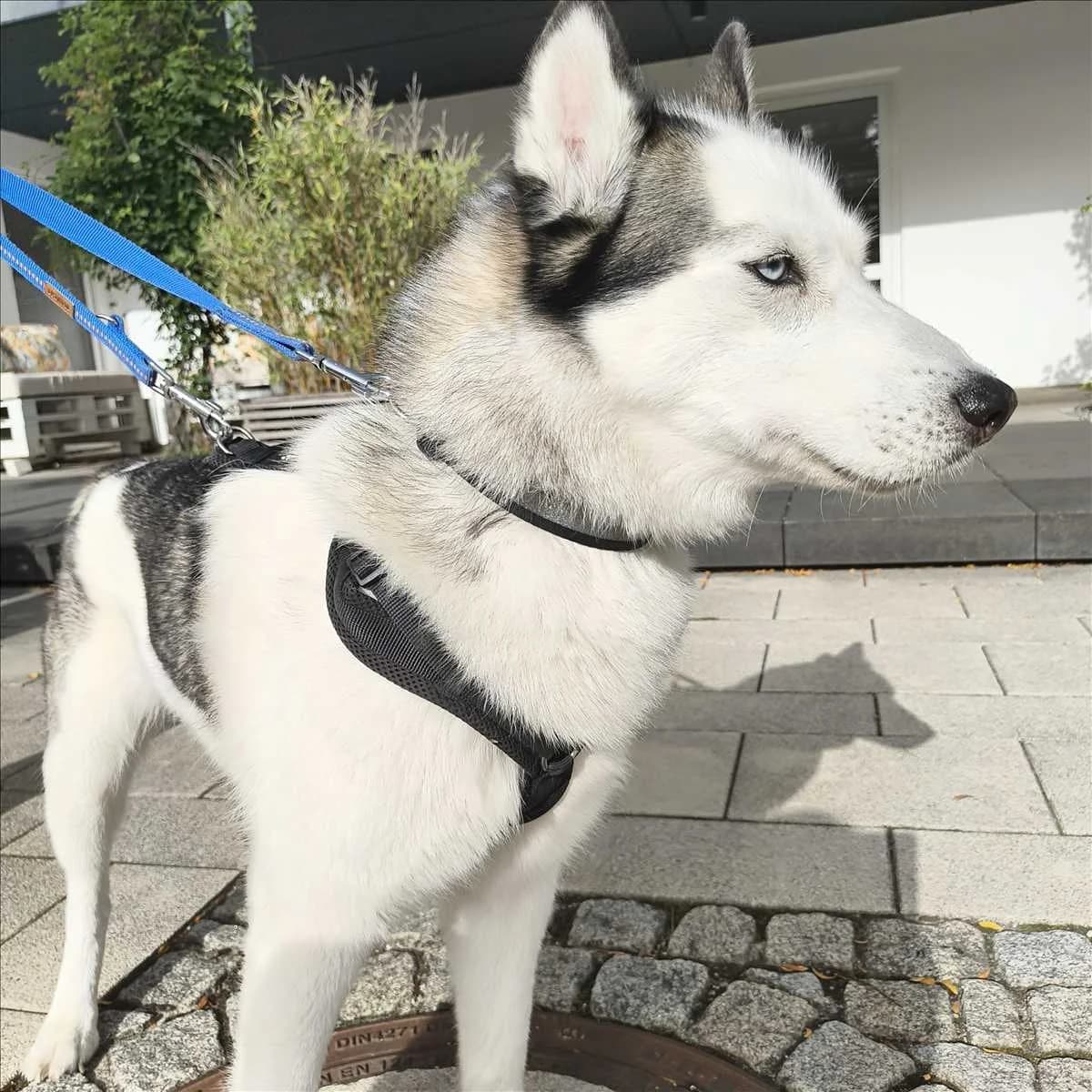 MALÚ, female 7yo Husky for adoption at Tierschutzverein München