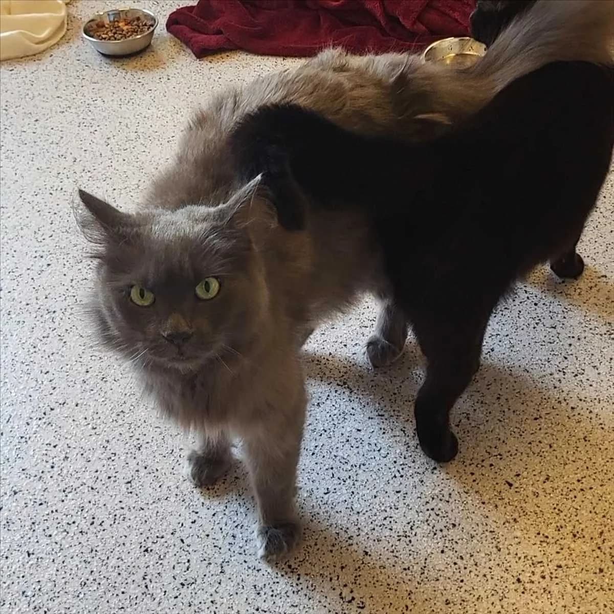 BLAUBÄR, male 5yo mixed breed for adoption at Tierschutzverein München