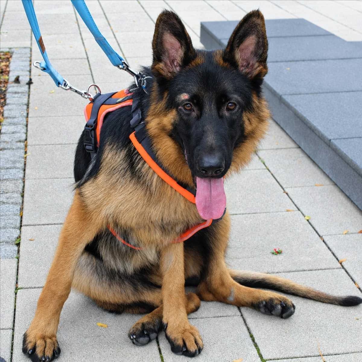 KENDA, female puppy German Shepherd for adoption at Tierschutzverein München