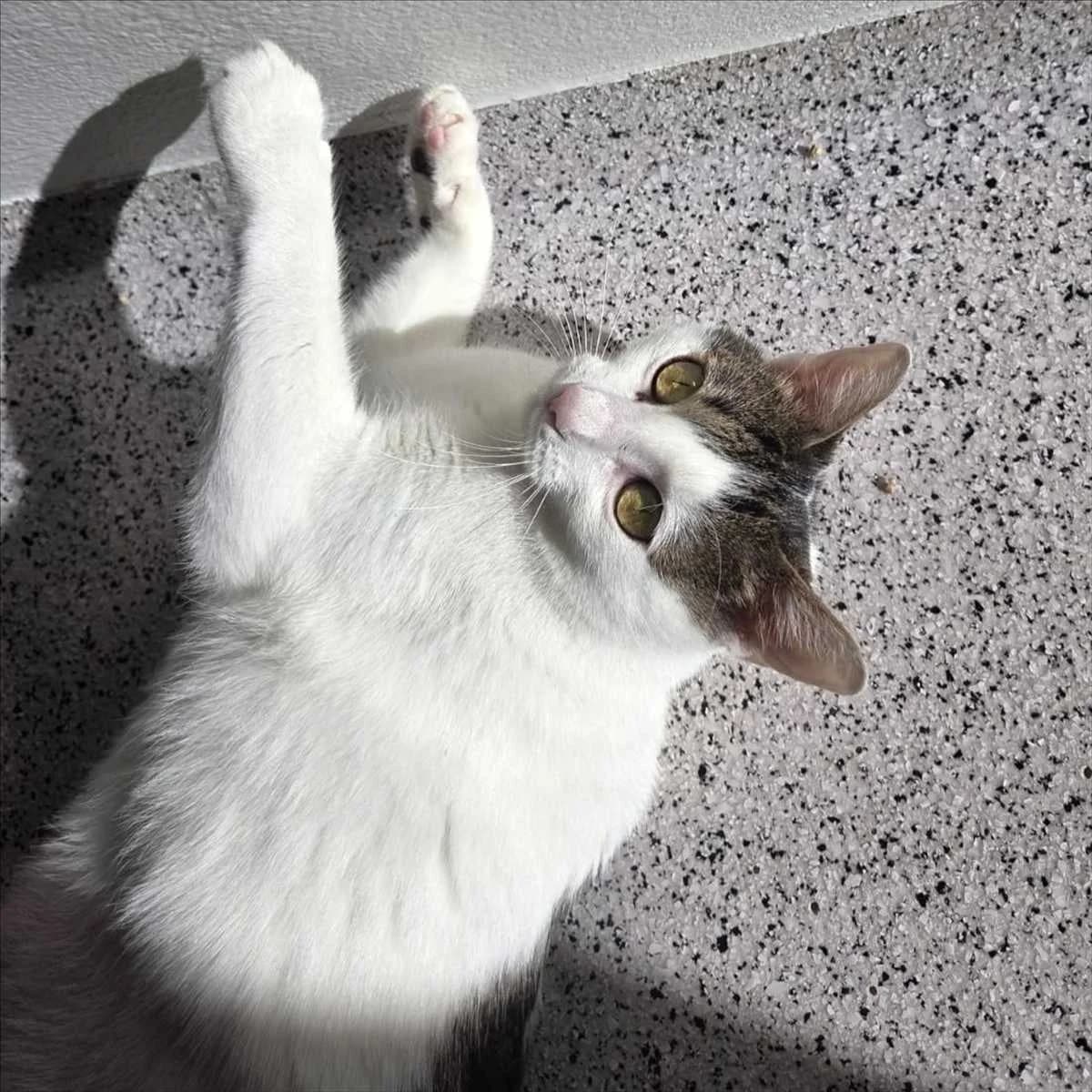 ZICKY, female mixed breed for adoption at Tierschutzverein München