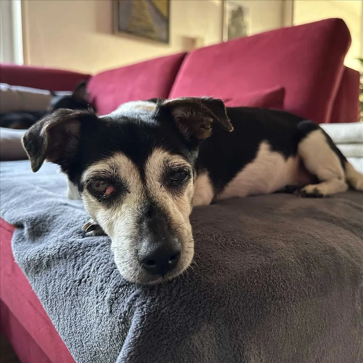 WALTRAUD, female senior Jack Russell Terrier for adoption at Tierschutzverein München