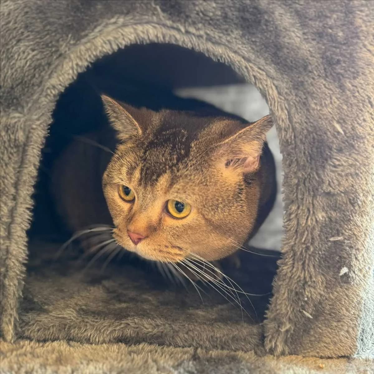 SCHATZI, male young British Shorthair for adoption at Tierschutzverein München
