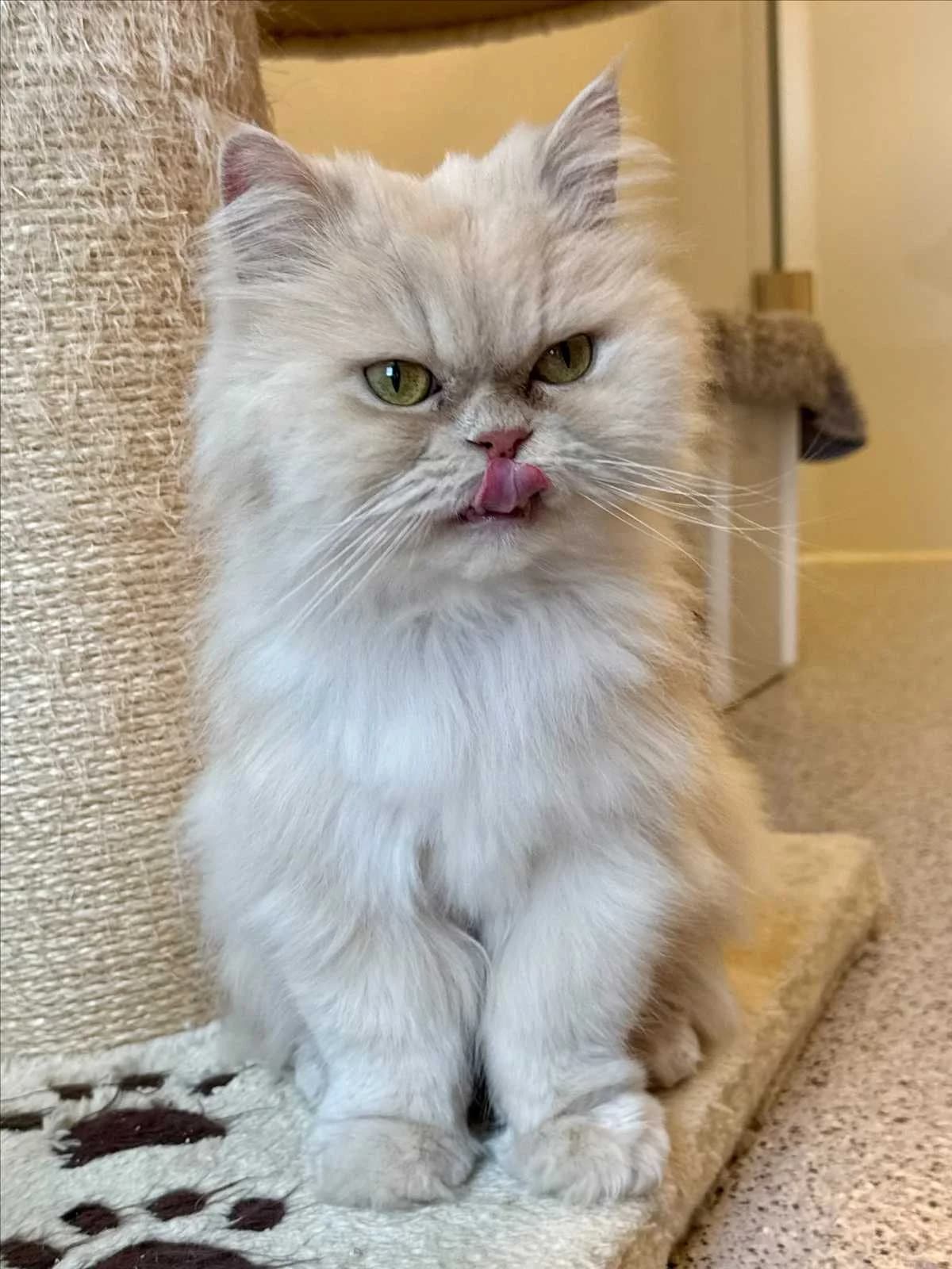 TEDDY, male 5yo Persian for adoption at Tierschutzverein München
