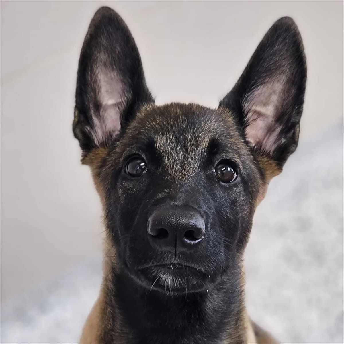 LEO, male puppy Belgian Malinois for adoption at Tierschutzverein München