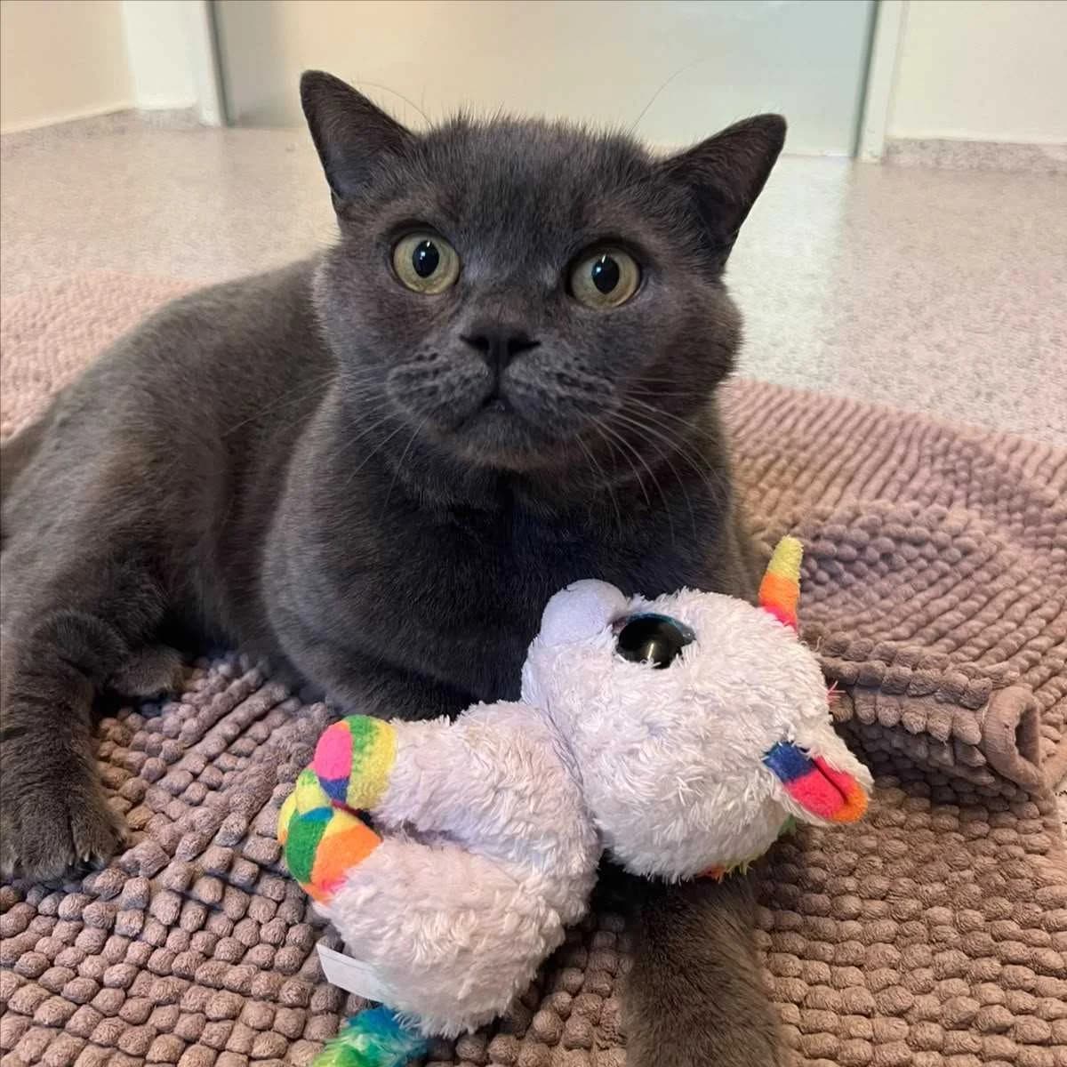 ENOLA, female British Shorthair for adoption at Tierschutzverein München