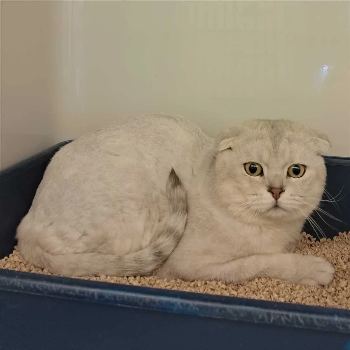 TONI, male Scottish Fold for adoption at Tierschutzverein München
