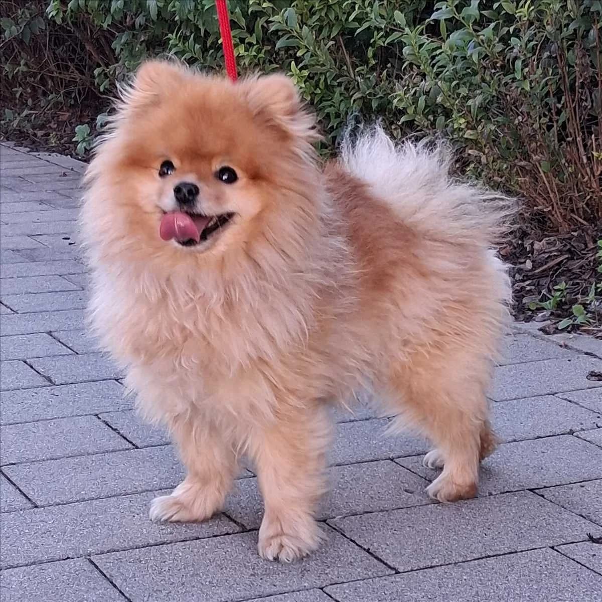 COOPER, male 3yo Pomeranian for adoption at Tierschutzverein München