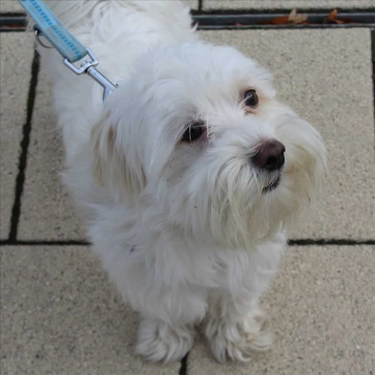 SIR JAMES, male Maltese for adoption at Tierschutzverein München