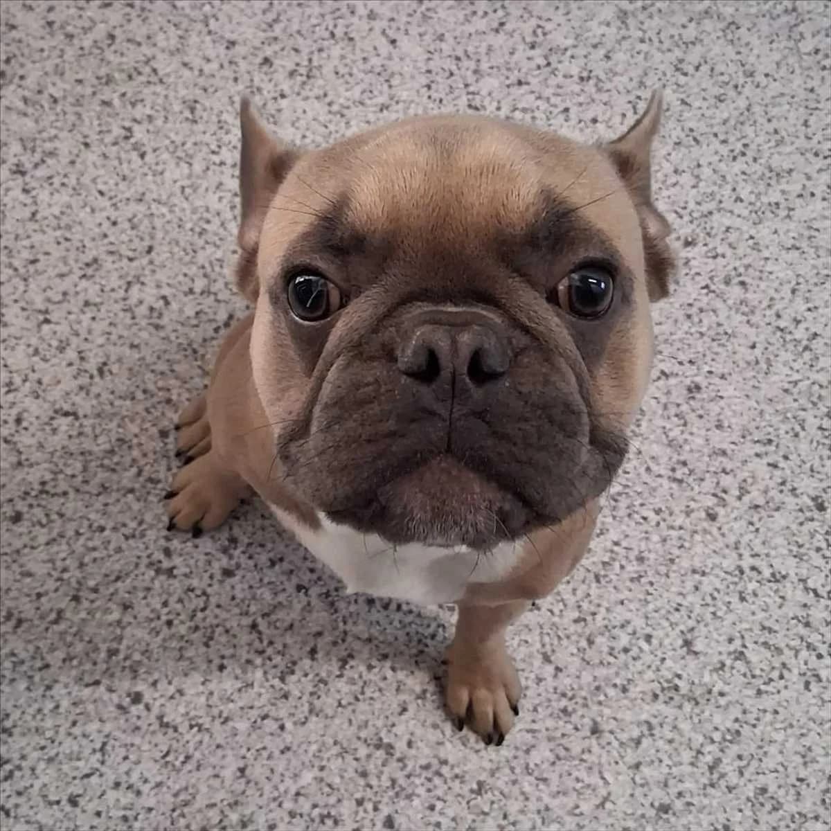 ERNESTO, male senior French Bulldog for adoption at Tierschutzverein München
