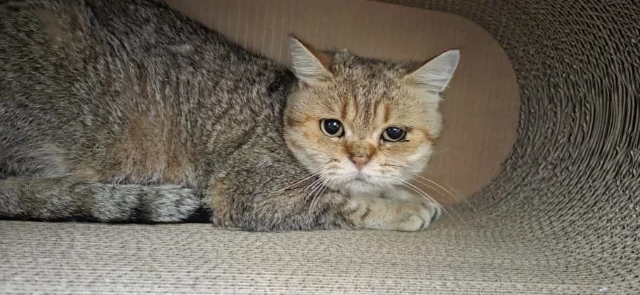 Phoebi, female young mixed breed for adoption at Tierschutzverein Neuburg-Schrobenhausen e.V., Rennertshofen