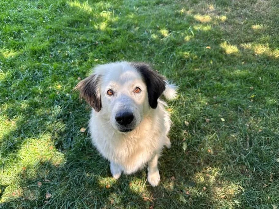 Balu, senior mixed breed for adoption at Tierschutzverein Neuburg-Schrobenhausen e.V., Rennertshofen