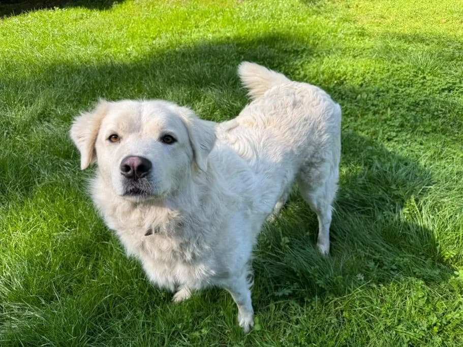 Betty, 5yo mixed breed for adoption at Tierschutzverein Neuburg-Schrobenhausen e.V., Rennertshofen