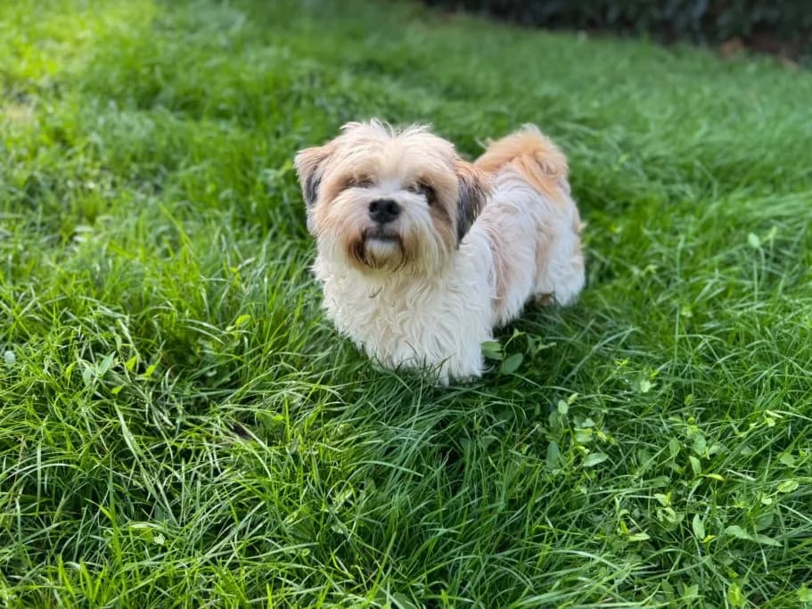 Bobby, young mixed breed for adoption at Tierschutzverein Neuburg-Schrobenhausen e.V., Rennertshofen