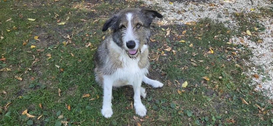 Bonnie, 7yo Mixed Breed for adoption at Tierschutzverein Neuburg-Schrobenhausen e.V., Rennertshofen