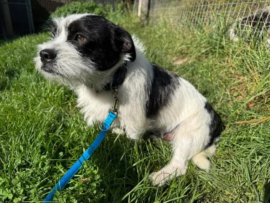 Buddy, 3yo Mixed Breed for adoption at Tierschutzverein Neuburg-Schrobenhausen e.V., Rennertshofen