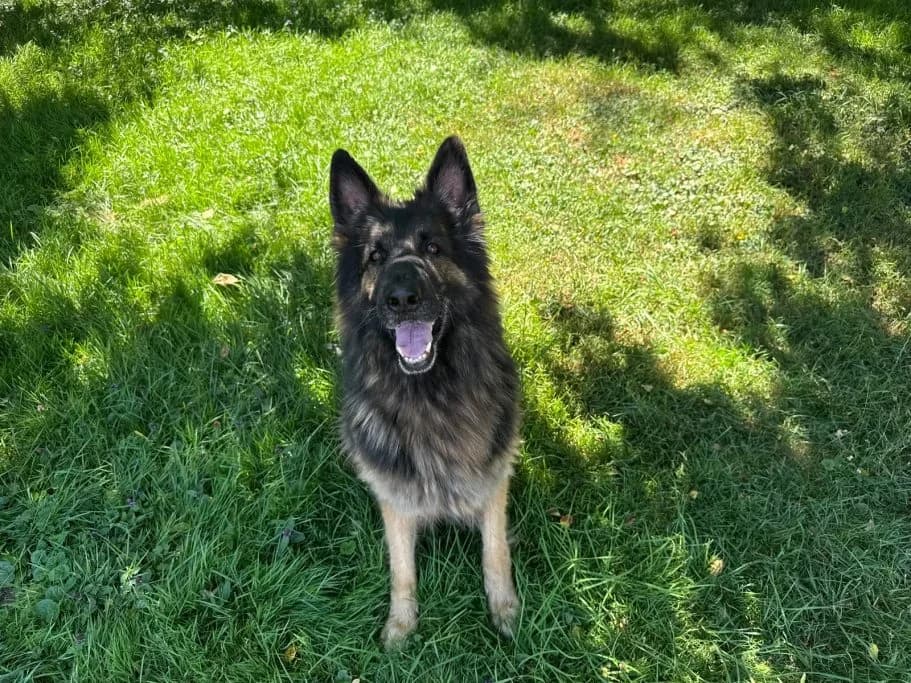 Eyk, 6yo German Shepherd for adoption at Tierschutzverein Neuburg-Schrobenhausen e.V., Rennertshofen