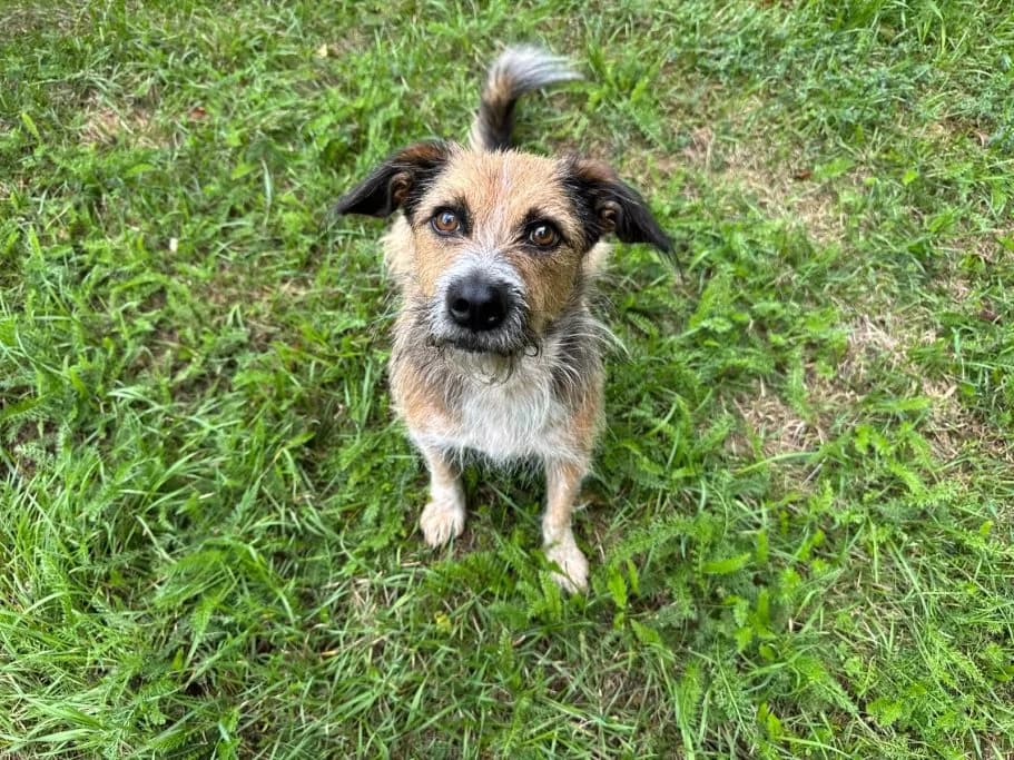 Freddy, senior Mixed Breed for adoption at Tierschutzverein Neuburg-Schrobenhausen e.V., Rennertshofen