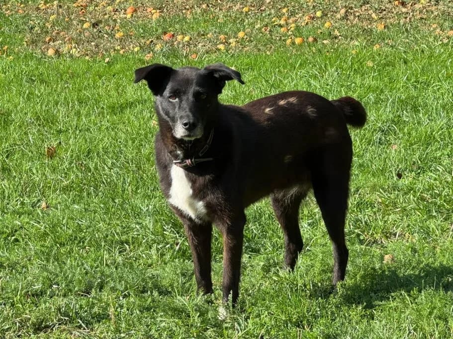 Gina, 5yo Mixed Breed for adoption at Tierschutzverein Neuburg-Schrobenhausen e.V., Rennertshofen