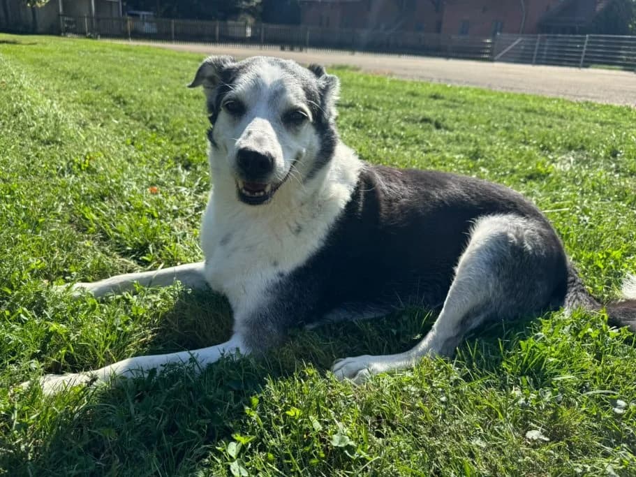 Hawkee, senior Mixed Breed for adoption at Tierschutzverein Neuburg-Schrobenhausen e.V., Rennertshofen