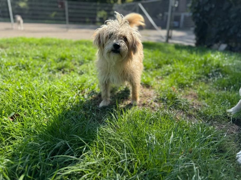 Ida, young Mixed Breed for adoption at Tierschutzverein Neuburg-Schrobenhausen e.V., Rennertshofen