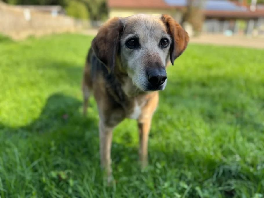 Mädi, senior Mixed Breed for adoption at Tierschutzverein Neuburg-Schrobenhausen e.V., Rennertshofen