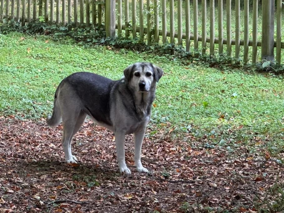 Micka, senior Mixed Breed for adoption at Tierschutzverein Neuburg-Schrobenhausen e.V., Rennertshofen