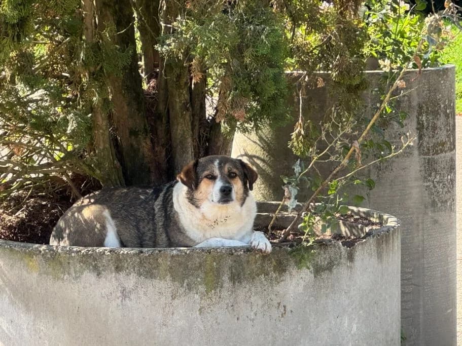 Moritz, senior Mixed Breed for adoption at Tierschutzverein Neuburg-Schrobenhausen e.V., Rennertshofen