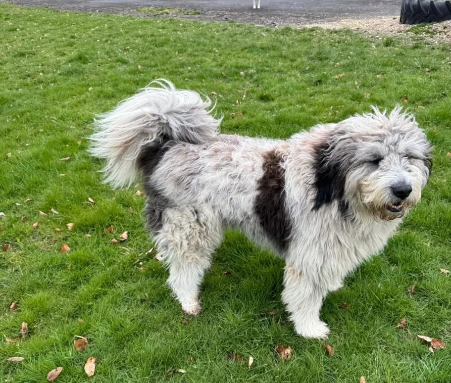 Ted, 3yo Mixed Breed for adoption at Tierschutzverein Neuburg-Schrobenhausen e.V., Rennertshofen