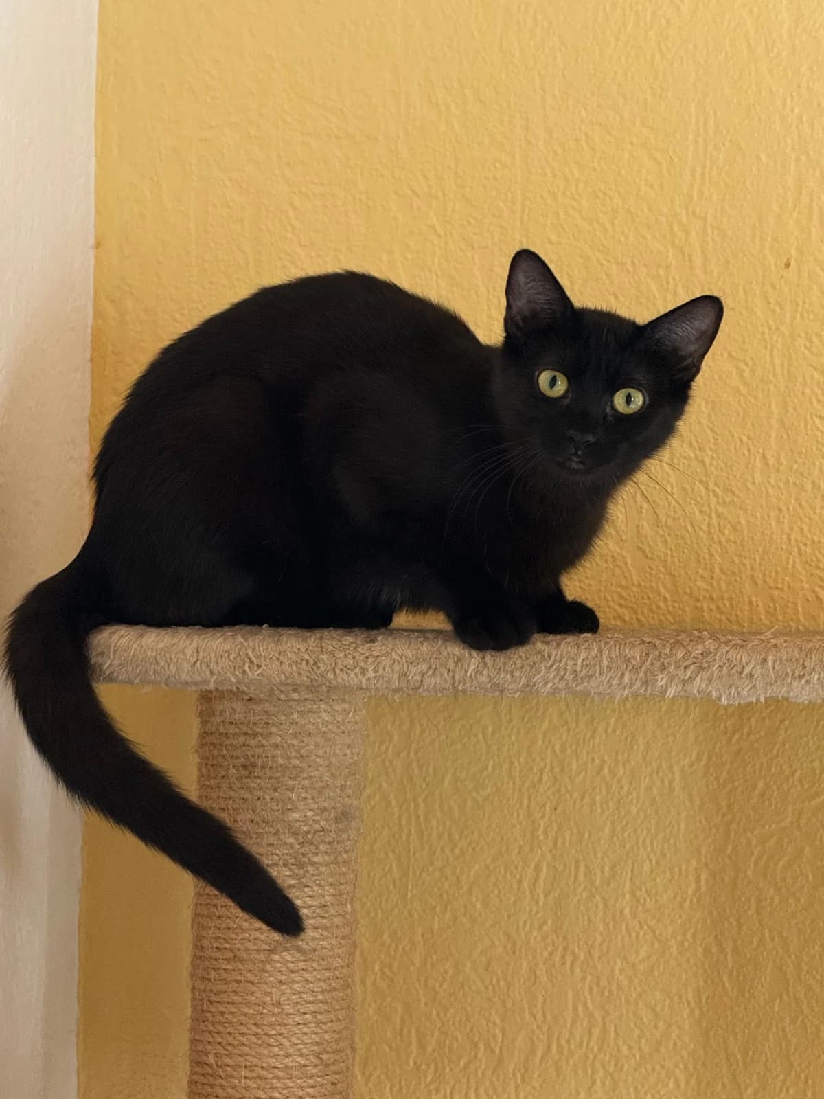 Luna, female Mixed Breed for adoption at Tierschutzverein Oberndorf e.V.